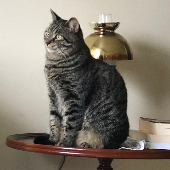 Meet your Posher, Ilana - Picture 1 of 1